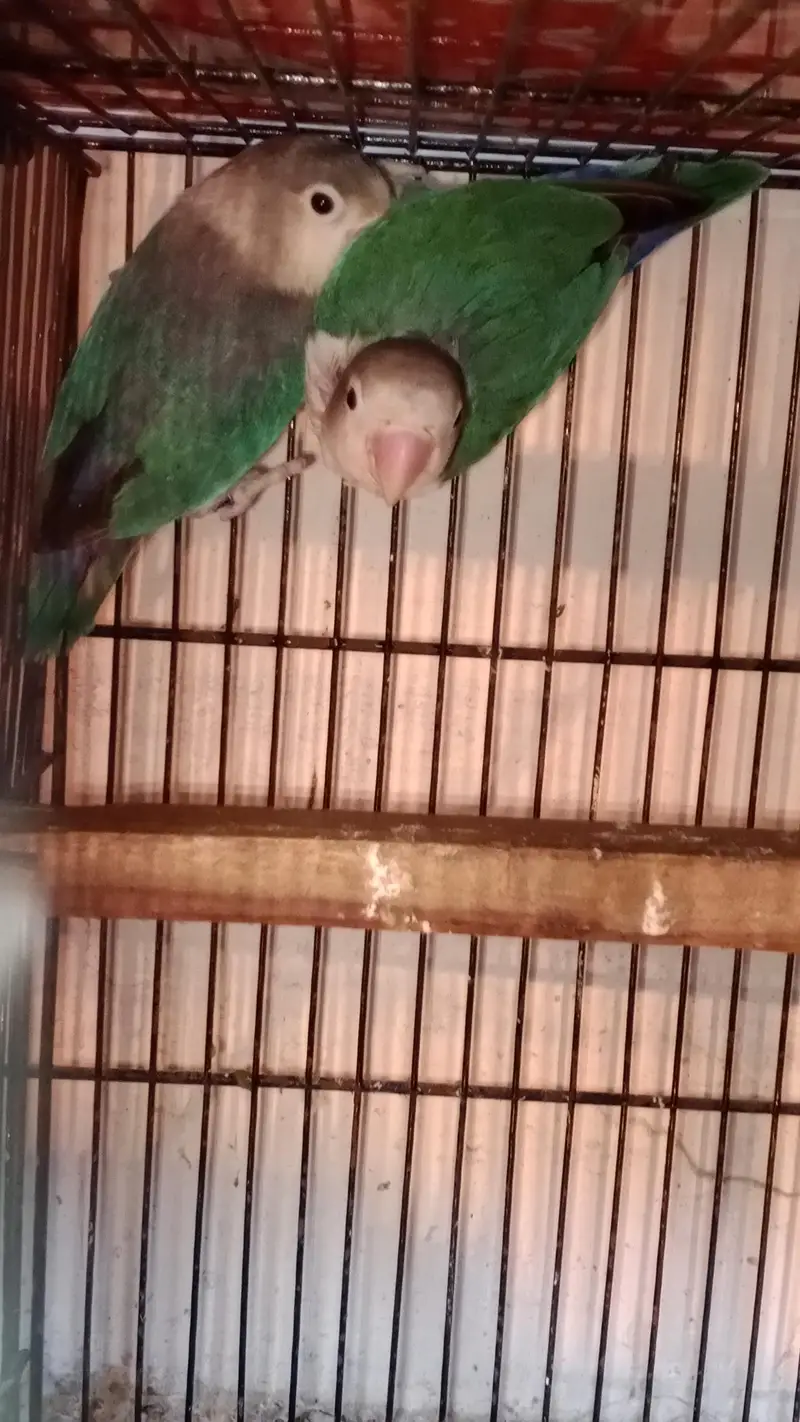 love birds with boxes — photo 7