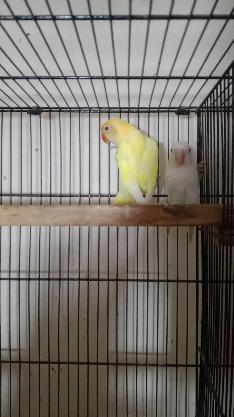 love birds with boxes — photo 8
