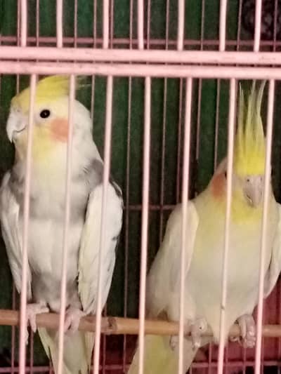 cocktaill Breaker pair