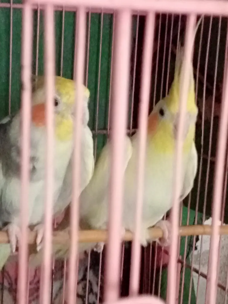 cocktaill Breaker pair — photo 2
