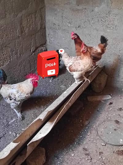 Misri 2 in 1 eggs lying (whatsapp)03172868706