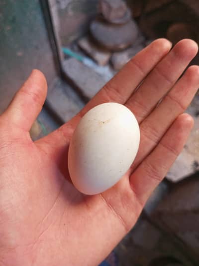 duck eggs for sale
