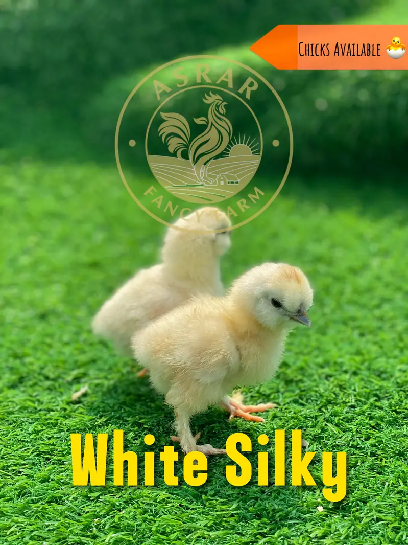 Silkie Chicks available Import quality — photo 2