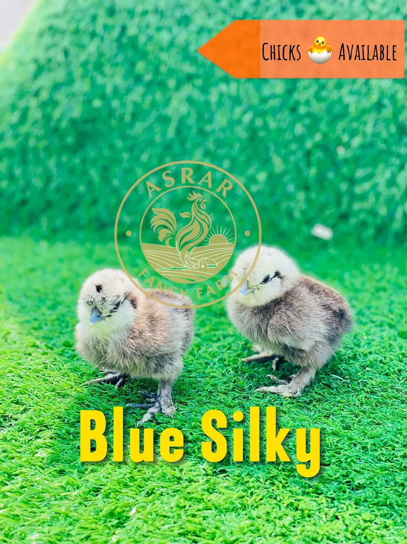 Silkie Chicks available Import quality — photo 4