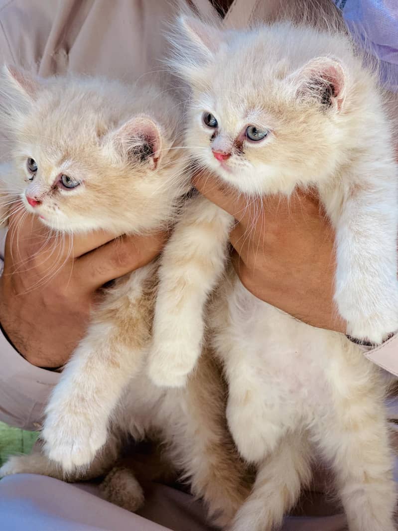 Kittens 0