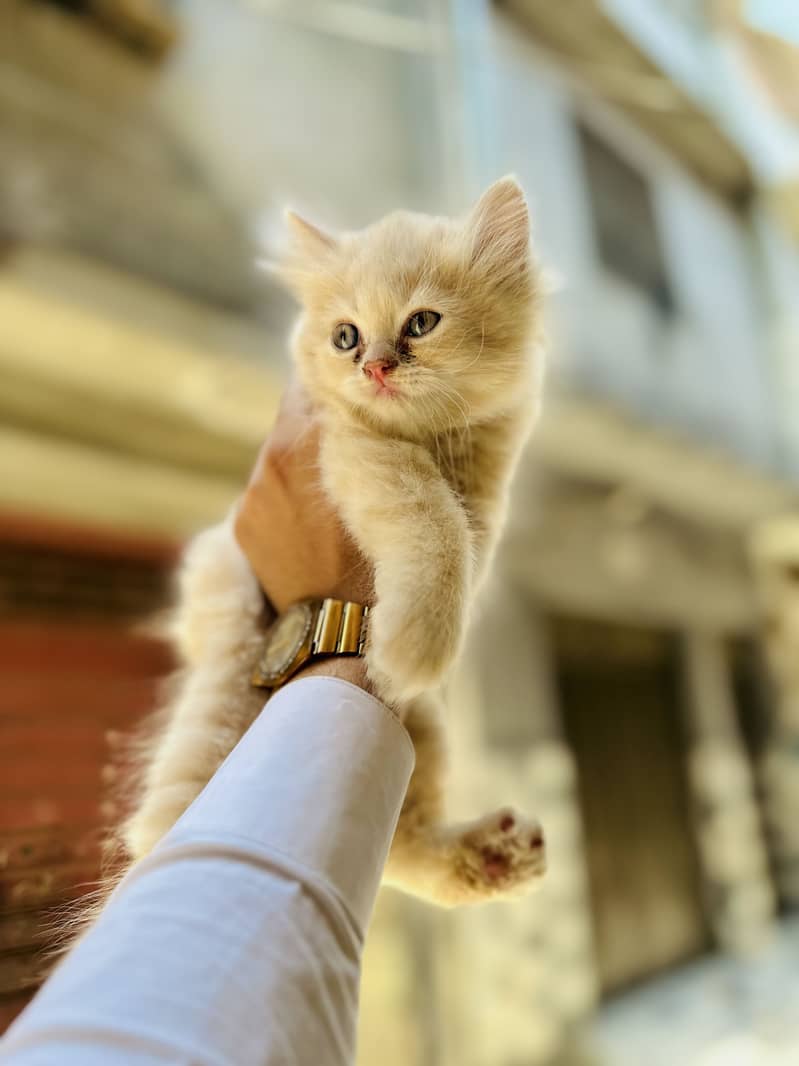 Kittens 1