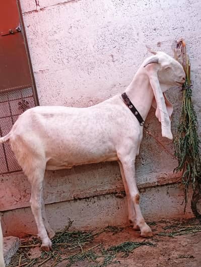 gulabi bakri jumbo size 6dant