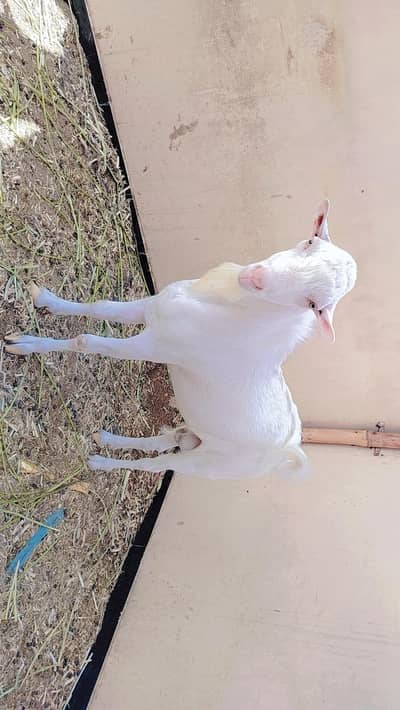 full gulabi kudu size teday bakra 2 dant
