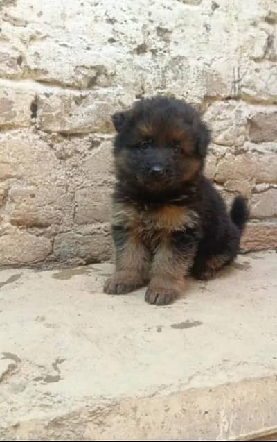 German Shepherd puppy | Long Coat puppies | Dog For Sale | GSD