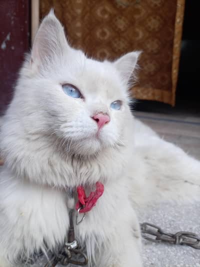 white Persian cat bue eyes
