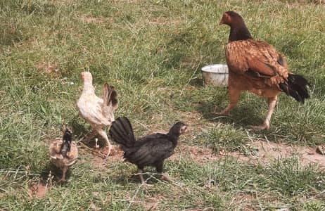 Mushka madhi and fancy chicks