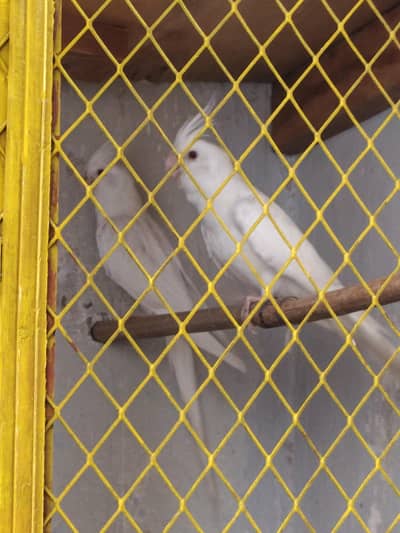  Beautiful White Cockatiel Pair for Sale 