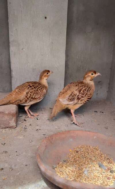 Irani Teetar Breeder pair