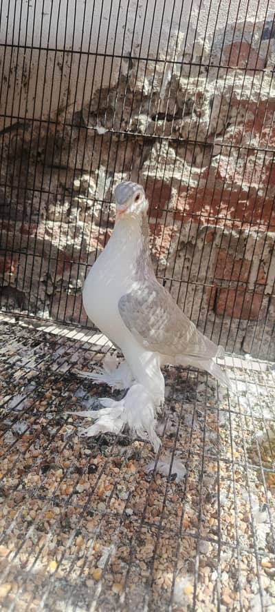 german sherazi long pamoz young pair