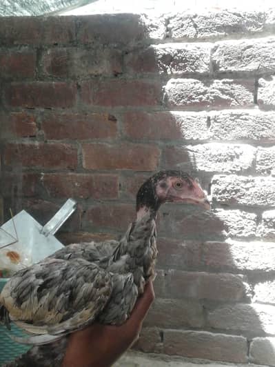 aseel mushki pathi  & aseel eggs bi for sale ha