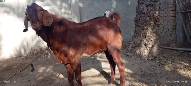 Desi Breeder Bakra For Sale