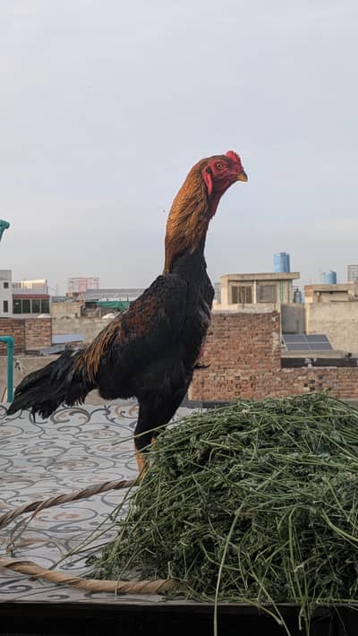Aseel shamo pure blood line