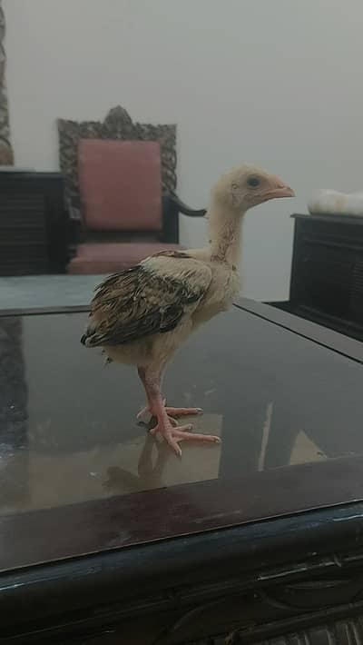 mianwali aseel chicks for sale