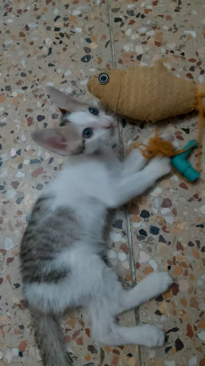 Kittens finding their forever homes!