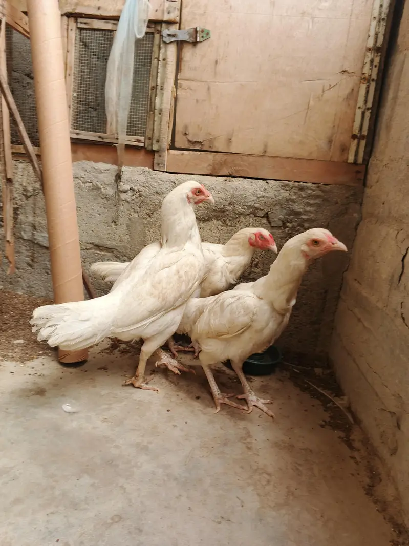 Pure  Heera aseel (3 females) for sell