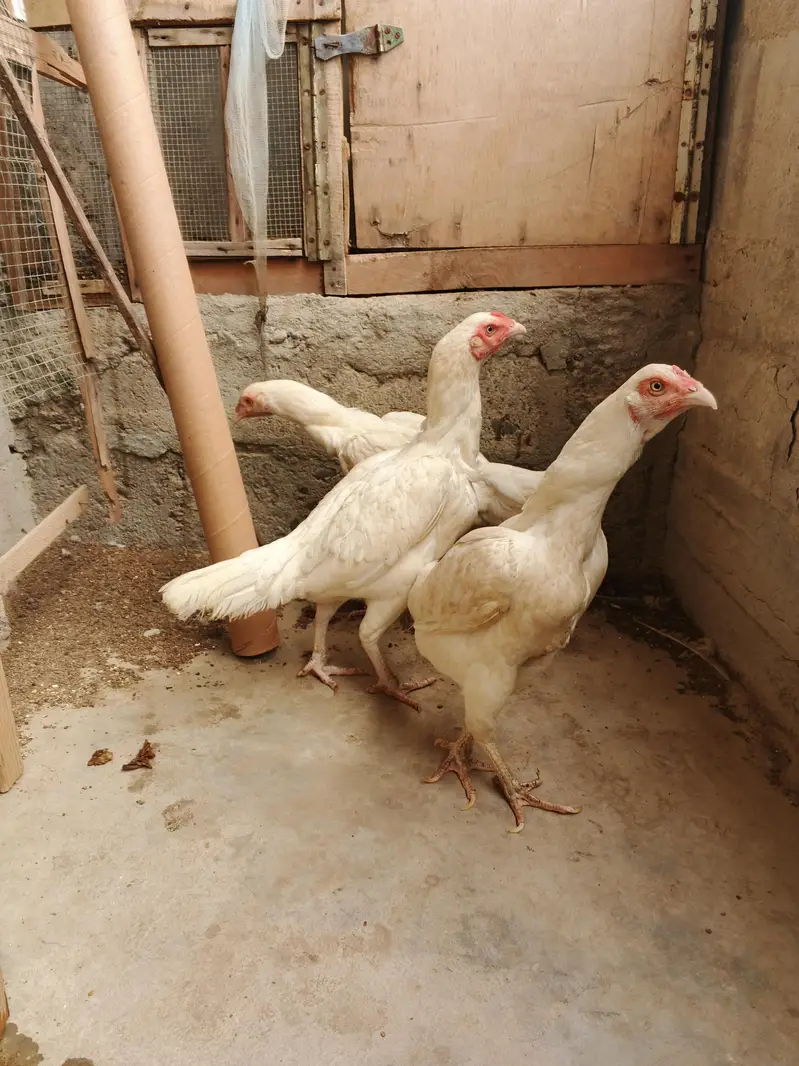 Pure  Heera aseel (3 females) for sell — photo 2