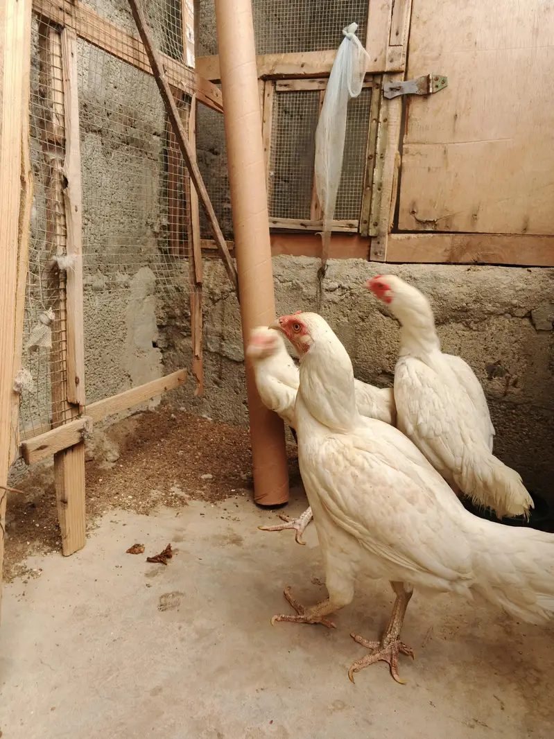 Pure  Heera aseel (3 females) for sell — photo 3