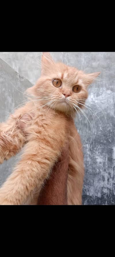 Persian cat triple code male