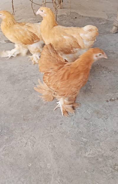 Golden Heavy Buff Group – 7 PCs | Age 4.5 Months