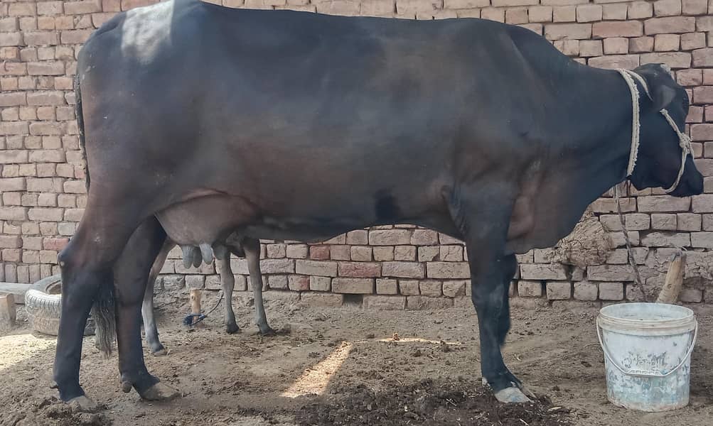 cow. . . 0