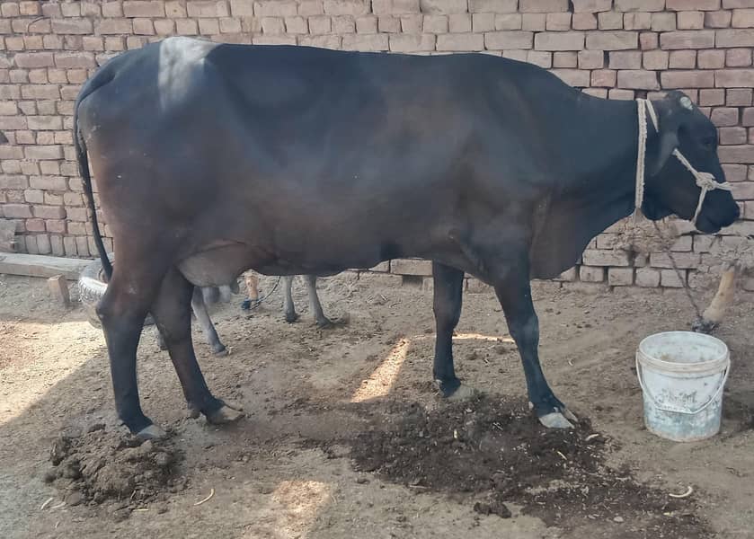 cow. . . 1