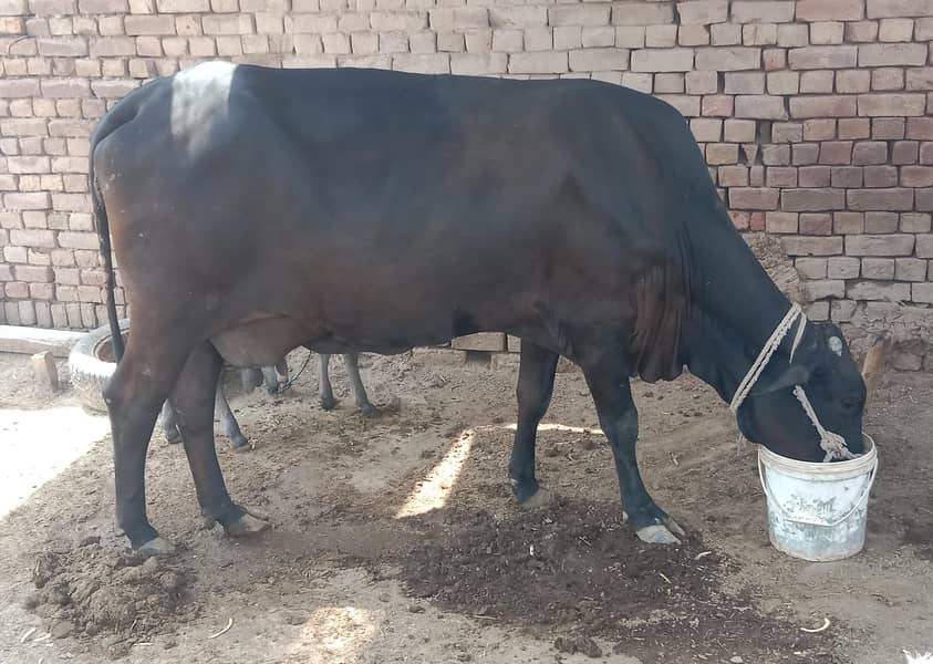 cow. . . 2
