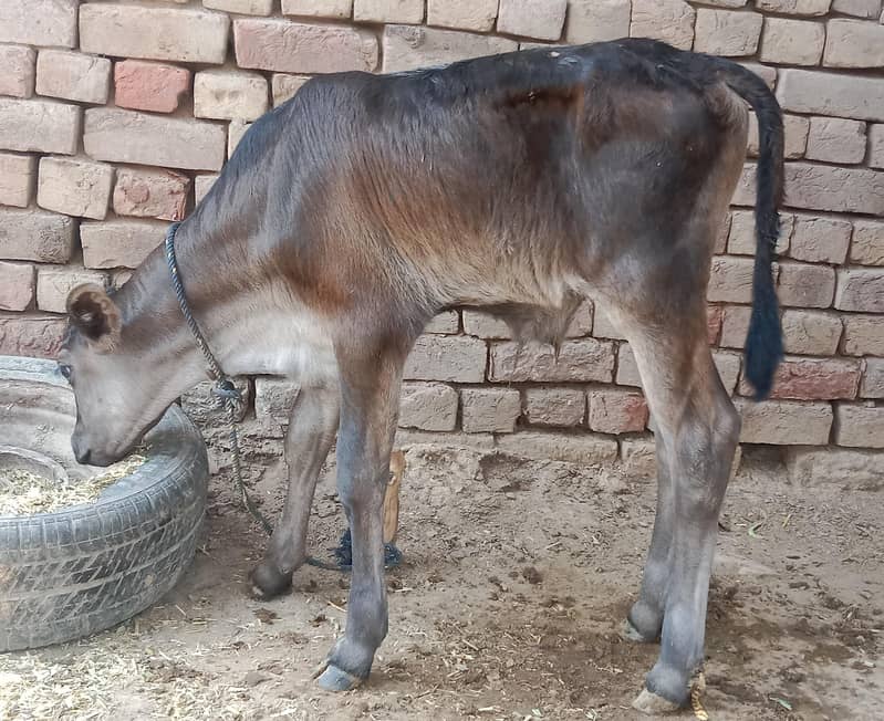 cow. . . 3