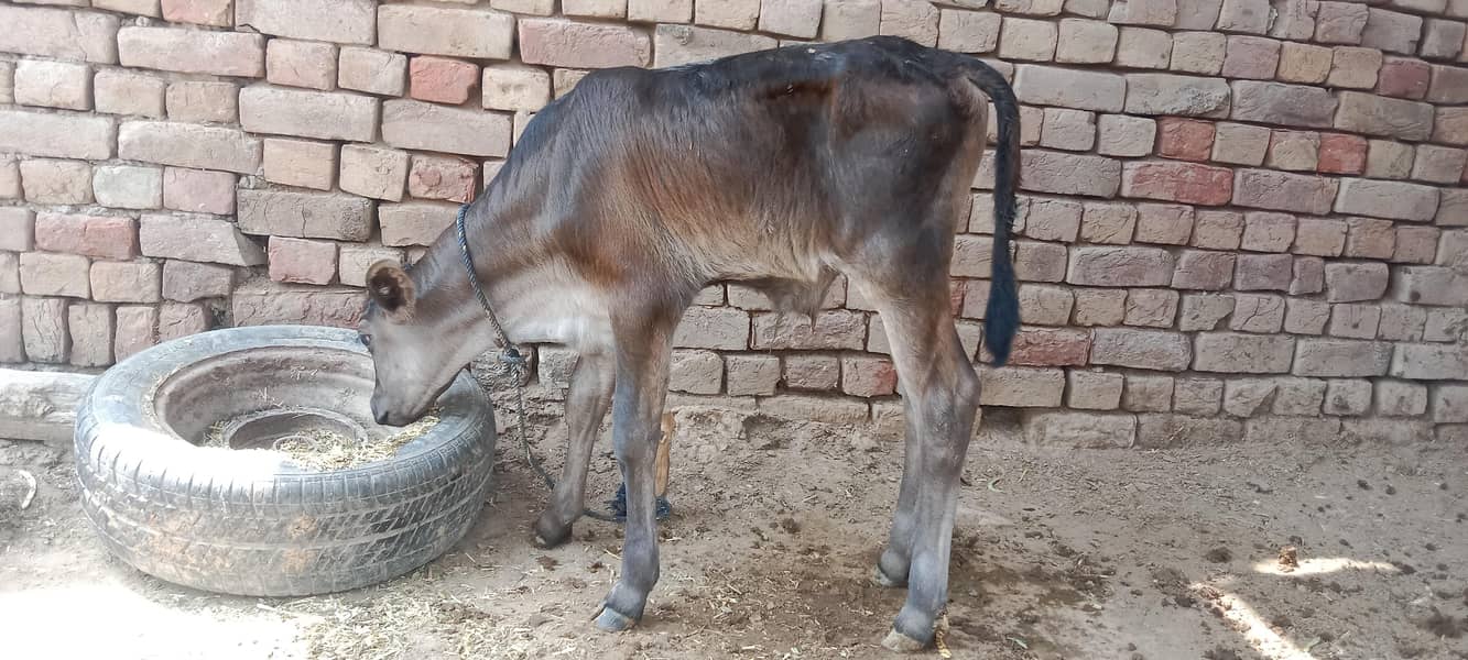 cow. . . 5