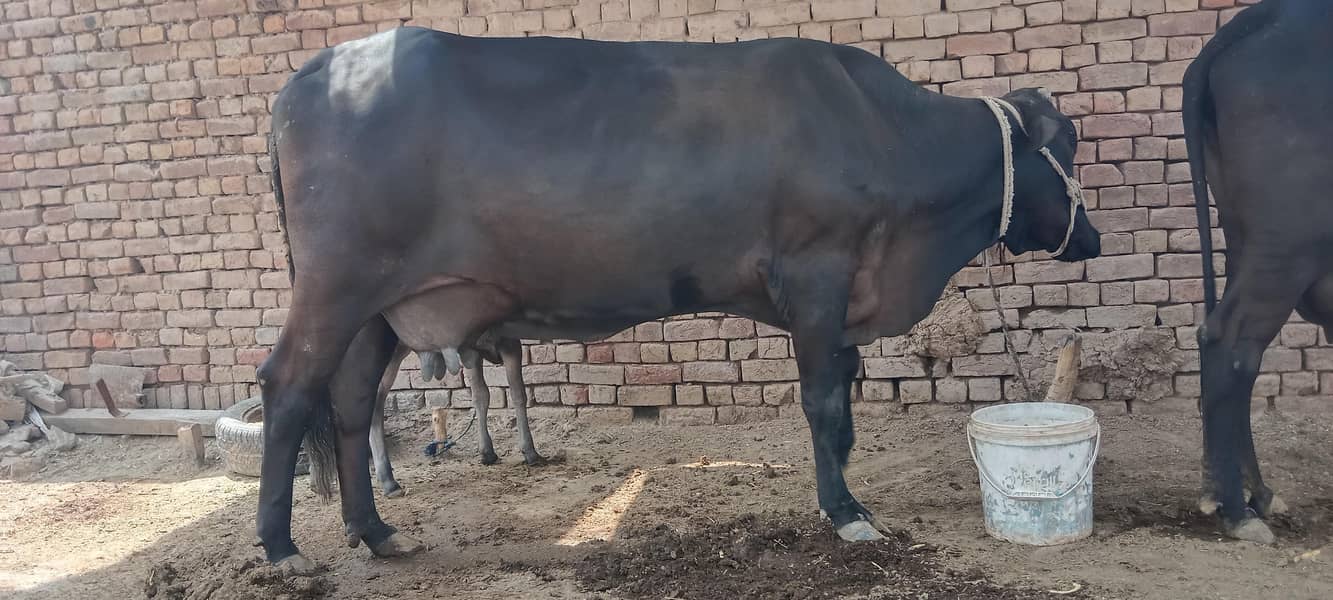 cow. . . 6