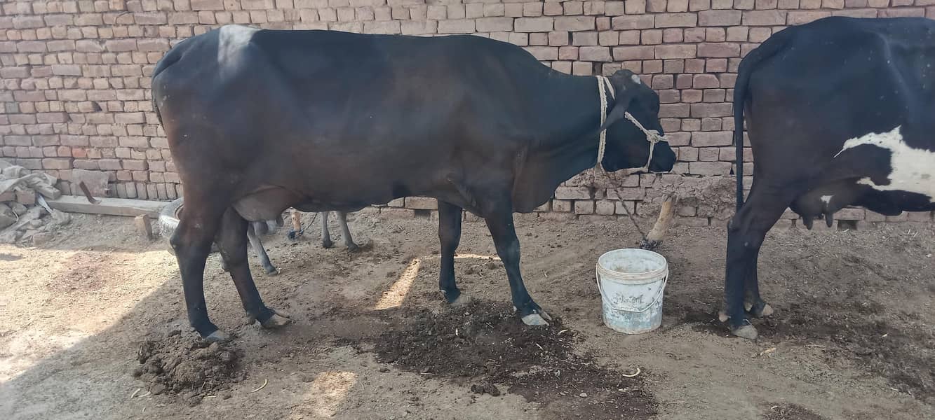 cow. . . 7
