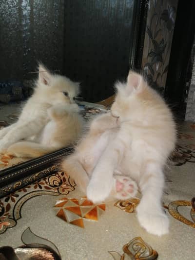 Persian  kitten for sale triple coated