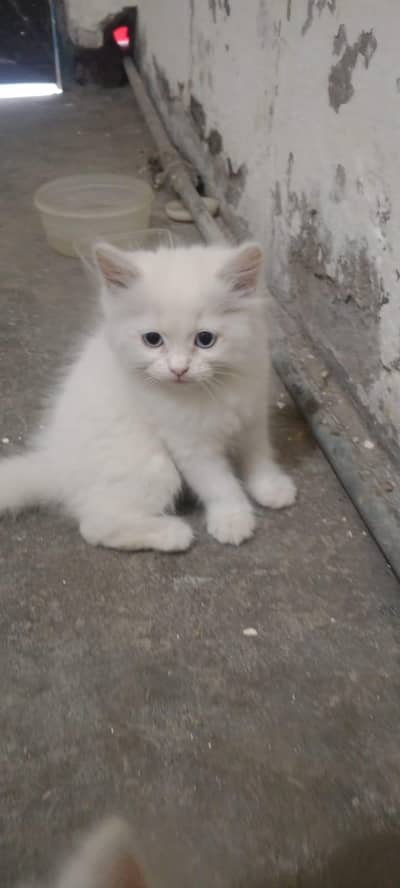 triple core Persian pair for sale