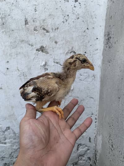 Aseel Chicks High Quality