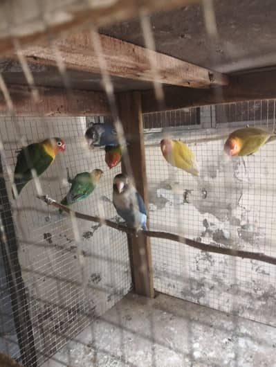 fisher love birds