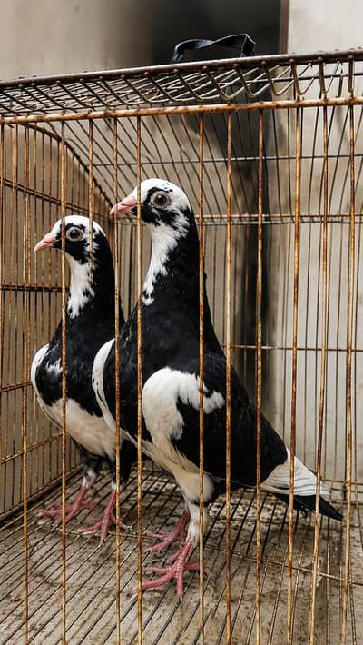 Healthy Pigeons for Sale – Chandna, Lakka Pair & Gola