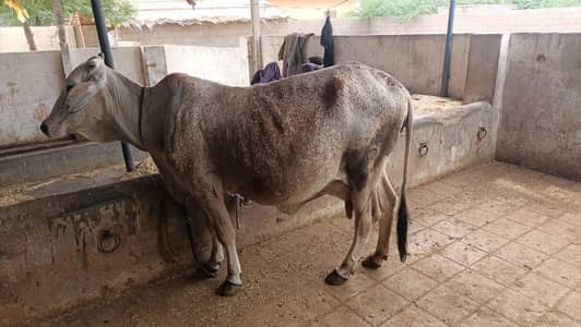 selling cows