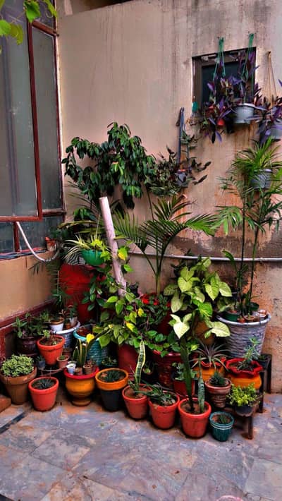 Plants and pots