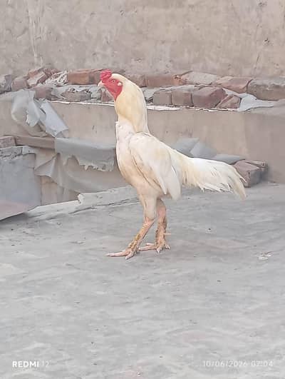 Aseel Hera Murga