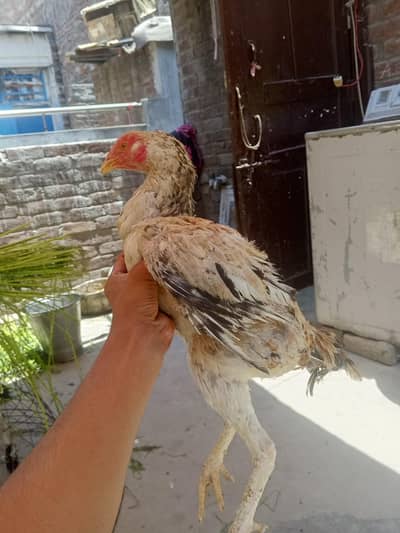3 chicks and 1 female