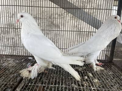 Breeder pair