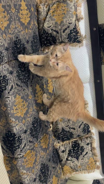 Cat for Sale
