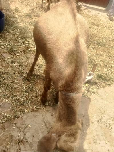 Bakra for sale
