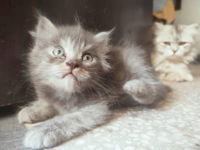 cat baby age 1.5 month 3 cood hair