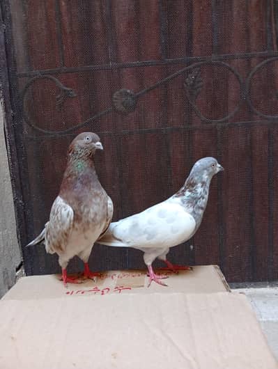 Indian lakha pair