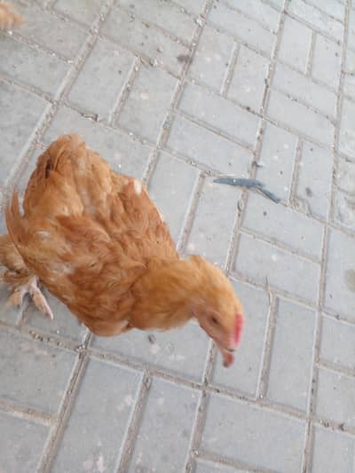 Golden Buff 2 males and 3 Females for sale in Lahore